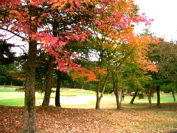 甘楽ＣＣ紅葉１.jpg